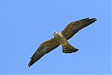 Mississippi Kite